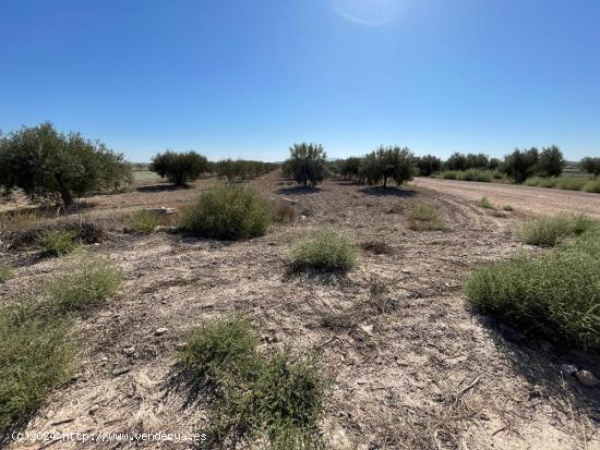 TERRENO RURAL EN VENTA EN MAZARRON - MURCIA