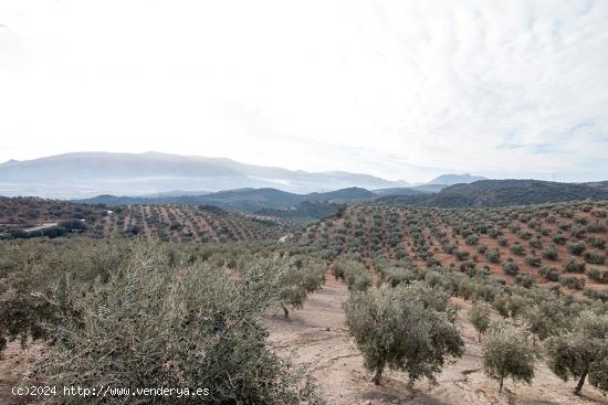  Magnifica finca 46 Hectáreas de la cual plantada de olivos, aproximadamente 43. - GRANADA 