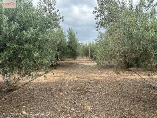 PARCELA CON OLIVOS Y ALMACÉN EN PURIAS - LA ESCUCHA - MURCIA