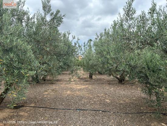 PARCELA CON OLIVOS Y ALMACÉN EN PURIAS - LA ESCUCHA - MURCIA