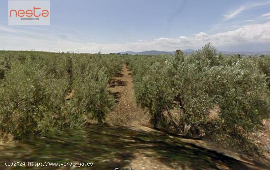 PARCELA CON OLIVOS Y ALMACÉN EN PURIAS - LA ESCUCHA - MURCIA