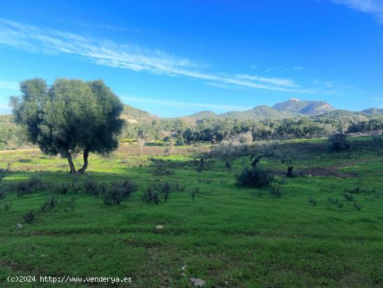 Terreno en Felanitx - BALEARES