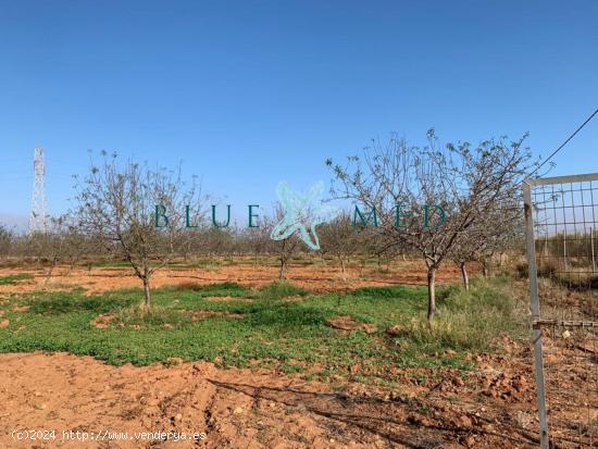 TERRENO RÚSTICO CON ALMENDROS EN VENTA EN LA MAGDALENA - MURCIA