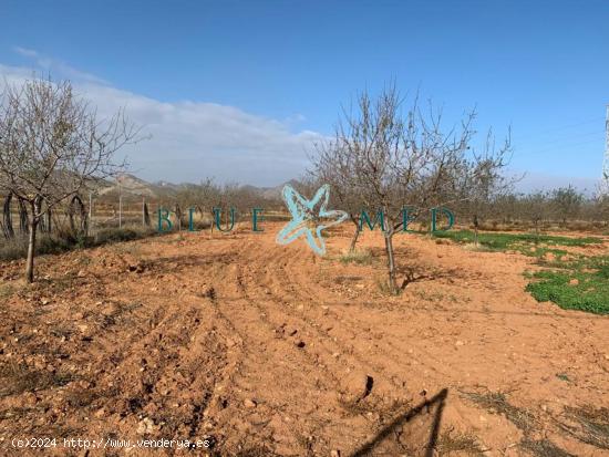 TERRENO RÚSTICO CON ALMENDROS EN VENTA EN LA MAGDALENA - MURCIA