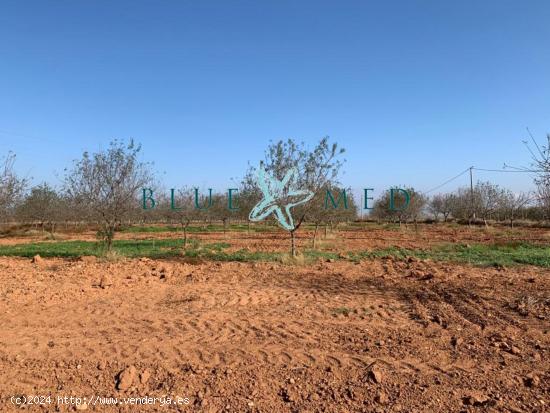 TERRENO RÚSTICO CON ALMENDROS EN VENTA EN LA MAGDALENA - MURCIA