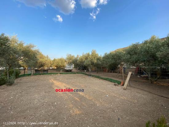 PARCELA CON OLIVOS Y VIVIENDA - CORDOBA