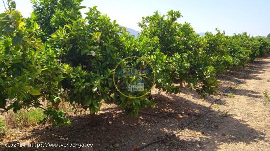 FINCA AGRICOLA EN PLENA PRODUCCIÓN EN MONTESA - VALENCIA