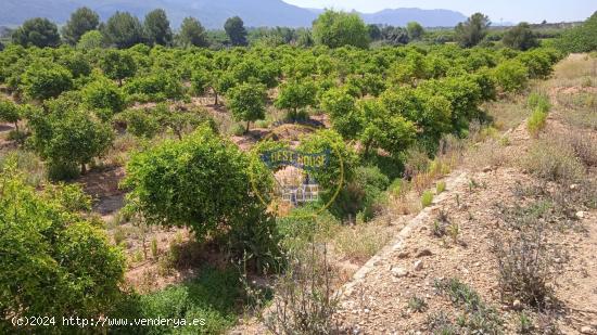 FINCA AGRICOLA EN PLENA PRODUCCIÓN EN MONTESA - VALENCIA