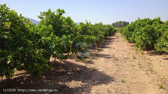 FINCA AGRICOLA EN PLENA PRODUCCIÓN EN MONTESA - VALENCIA