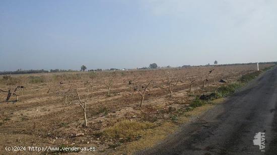 TERRENO AGRÍCOLA EN ELCHE - ALICANTE