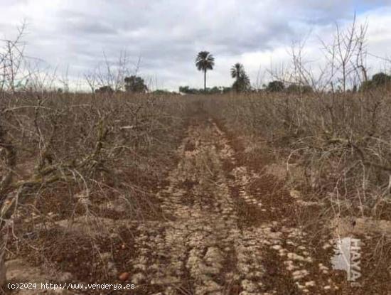 TERRENO AGRÍCOLA EN ELCHE - ALICANTE