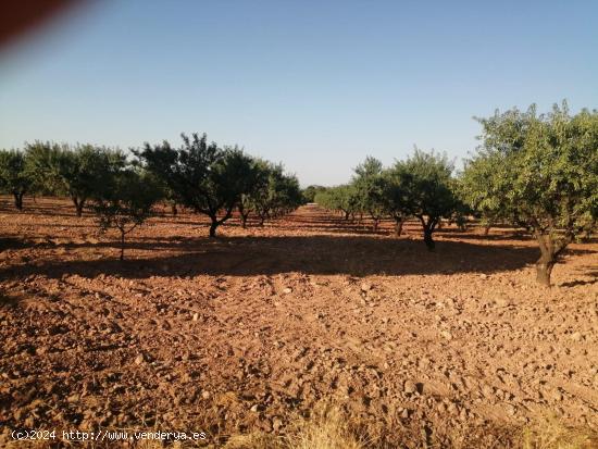 Se vende finca ecologica de almendros - MURCIA