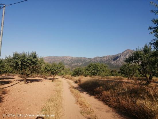 Se vende finca ecologica de almendros - MURCIA