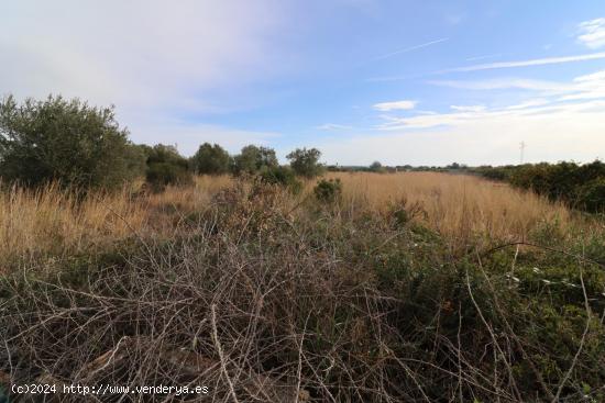 Finca de algarrobos. - CASTELLON