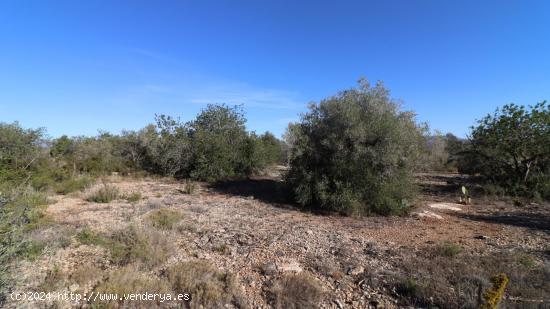 Finca de algarrobos. - CASTELLON