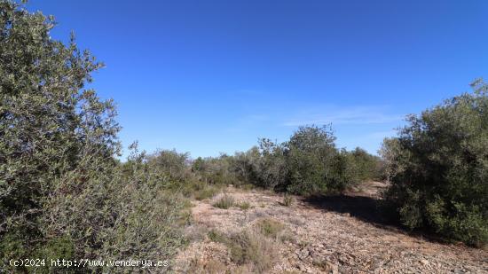 Finca de algarrobos. - CASTELLON