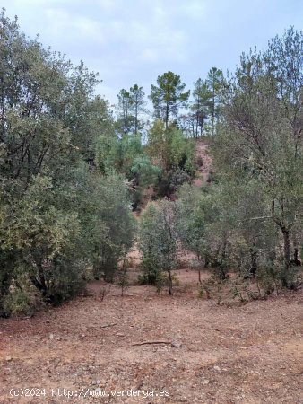 SE VENDE FINCA RÚSTICA EN VENTA EN GALAROZA (HUELVA) ESPAÑA. - Galaroza