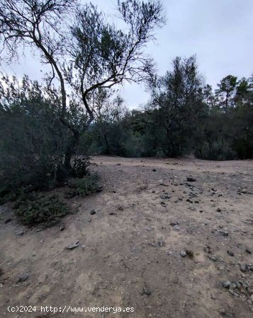 SE VENDE FINCA RÚSTICA EN VENTA EN GALAROZA (HUELVA) ESPAÑA. - Galaroza