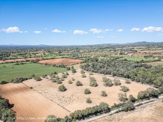 FINCA RÚSTICA EDIFICABLE EN SON NEGRE (FELANITX) - BALEARES