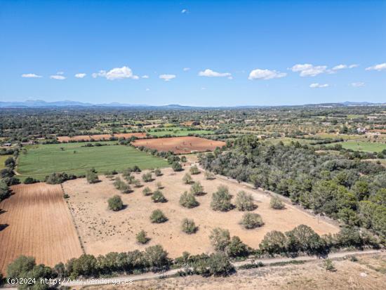 FINCA RÚSTICA EDIFICABLE EN SON NEGRE (FELANITX) - BALEARES