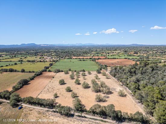 FINCA RÚSTICA EDIFICABLE EN SON NEGRE (FELANITX) - BALEARES