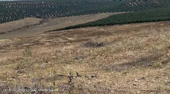 Tierra calma de regadío - JAEN