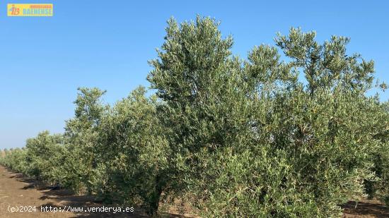 Finca de olivar de regadío - SEVILLA