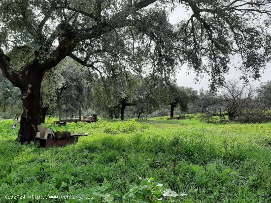  Preciosa finca con naves en Rincón de Ballesteros - CACERES 