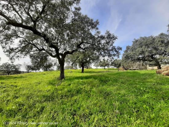 Preciosa finca con naves en Rincón de Ballesteros - CACERES