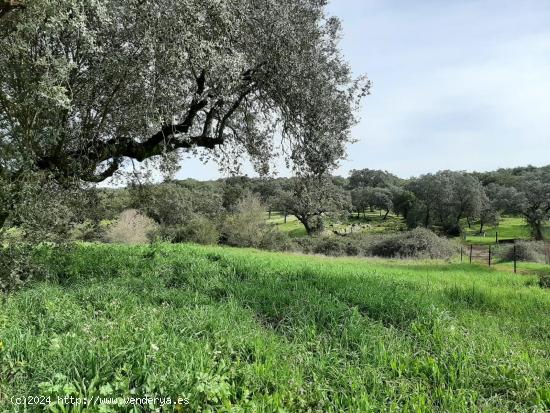 Preciosa finca con naves en Rincón de Ballesteros - CACERES