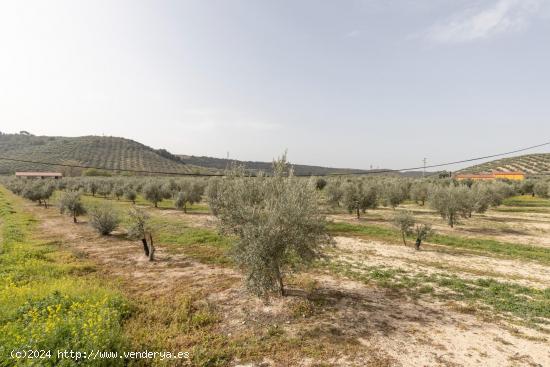 PARCELA DE 2.000 m2 CON NAVE DE 200 m2. - GRANADA