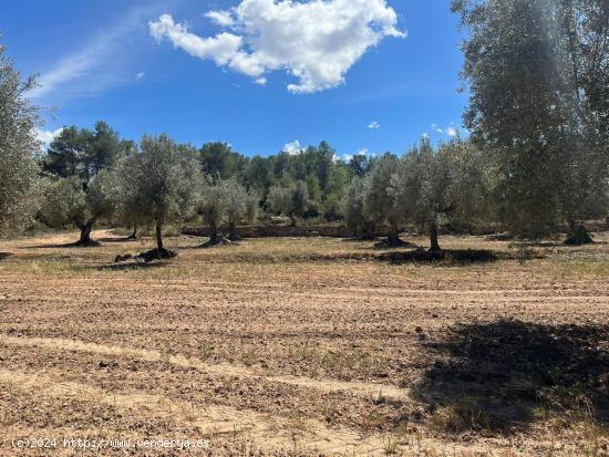 Finca de olivos en producción - TERUEL