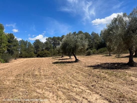 Finca de olivos en producción - TERUEL