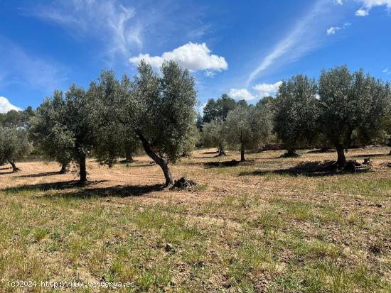 Finca de olivos en producción - TERUEL