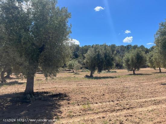 Finca de olivos en producción - TERUEL