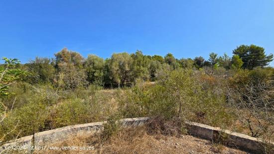 Finca rústica en Son Servera - BALEARES