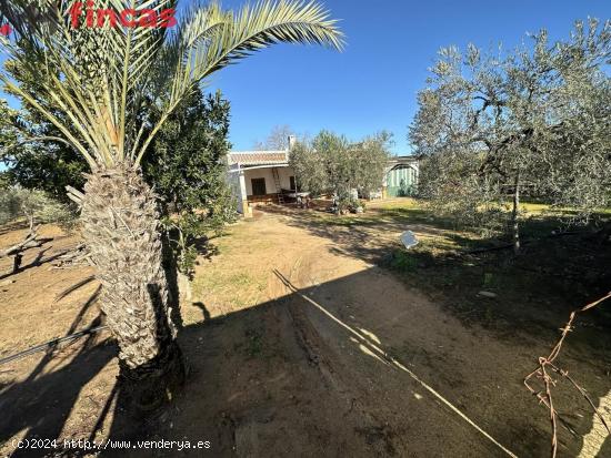 🌳 ¡Tu Refugio en la Naturaleza! Finca Rústica con Pozo y Olivos en Utrera, Sevilla 🏡 - SEVIL