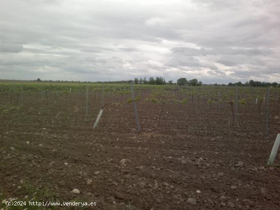 FINCA DE 40 HECTAREAS DE VIÑA Y TIERRA - CIUDAD REAL