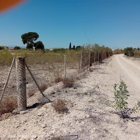 Parcela rural con posibilidad de adquirir otras colindantes - MURCIA