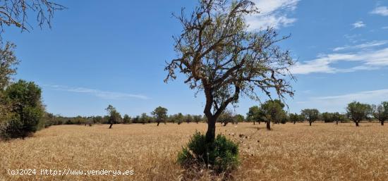 SE VENDE FINCA RUSTICA - BALEARES