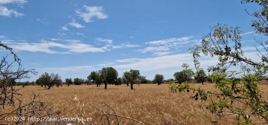 SE VENDE FINCA RUSTICA - BALEARES