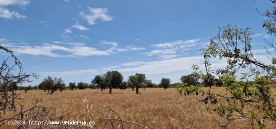 SE VENDE FINCA RUSTICA - BALEARES