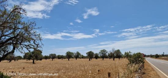 SE VENDE FINCA RUSTICA - BALEARES