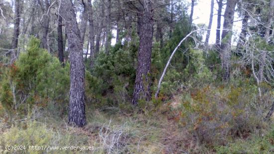 TERRENO DE 1000M² EN LA ZONA RESIDENCIAL MAS BERMELL, TARRAGONA - TARRAGONA