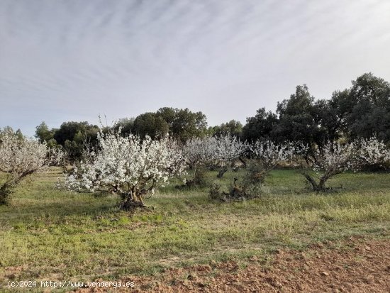 Suelo rústico en venta  en Horta de Sant Joan - Tarragona