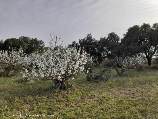 Suelo rústico en venta  en Horta de Sant Joan - Tarragona