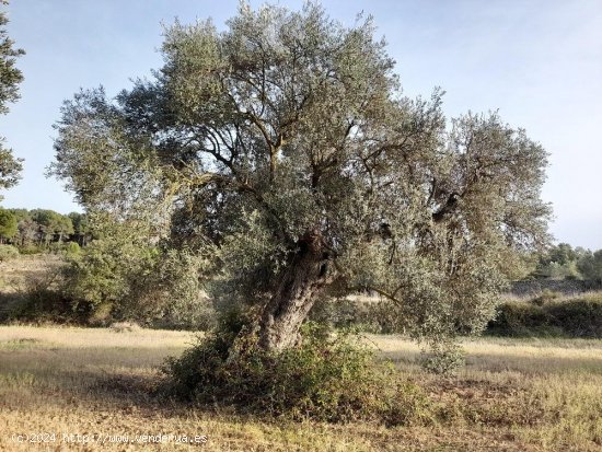 Suelo rústico en venta  en Horta de Sant Joan - Tarragona