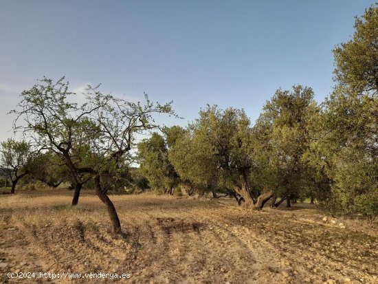 Suelo rústico en venta  en Horta de Sant Joan - Tarragona