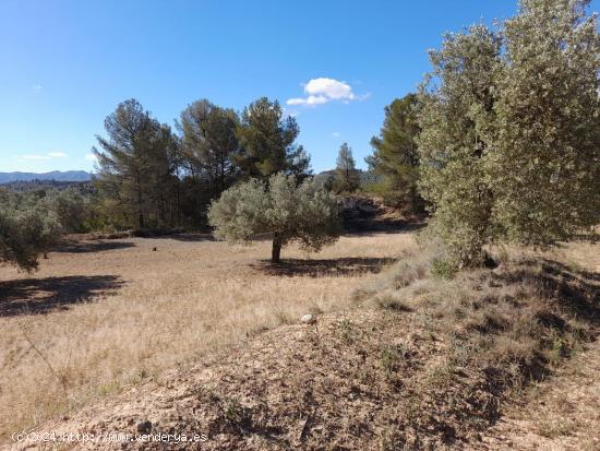 OPORTUNIDAD FINCA DE REGADIO CON CASA DE CAMPO  Y GARAJE EN FLIX - TARRAGONA