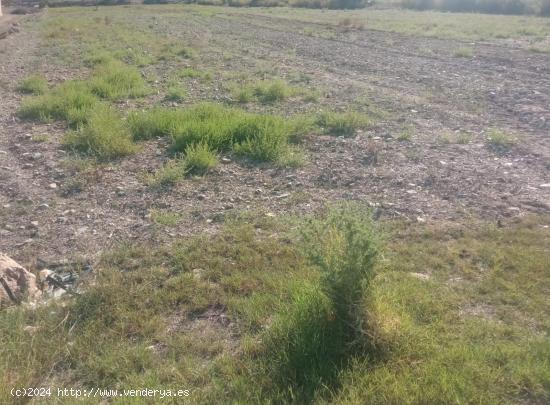 Terreno de regadío - MURCIA